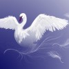 Vivid swans elements vector 05