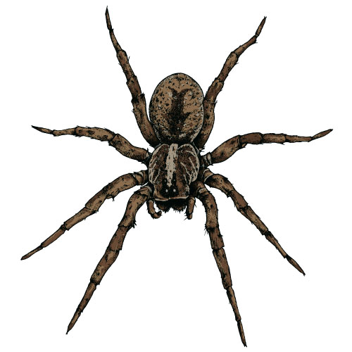 Realistic spider vector material 04 Vector Animal free download