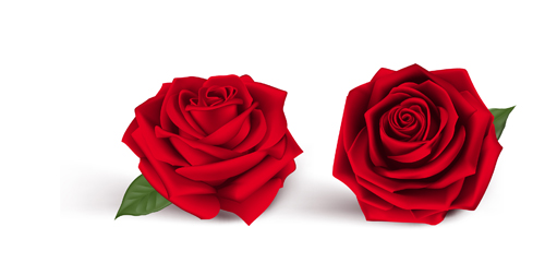 vector free download rose - photo #47