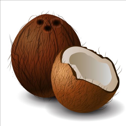 Realistic coconut illustration vector - Vector Food free download