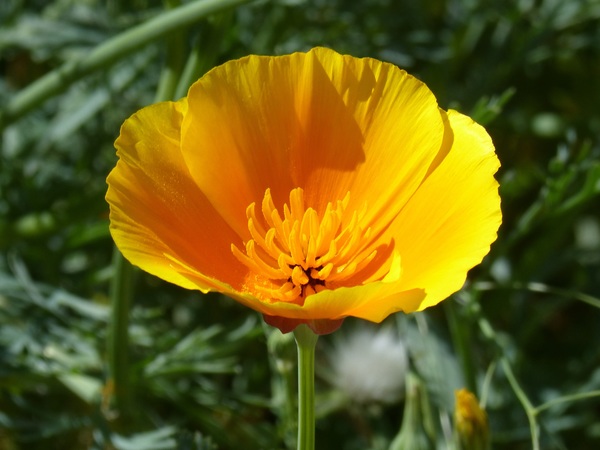 Yellow California poppy flower Stock Photo - Flowers stock photo free