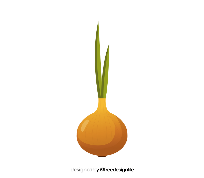 Onion clipart