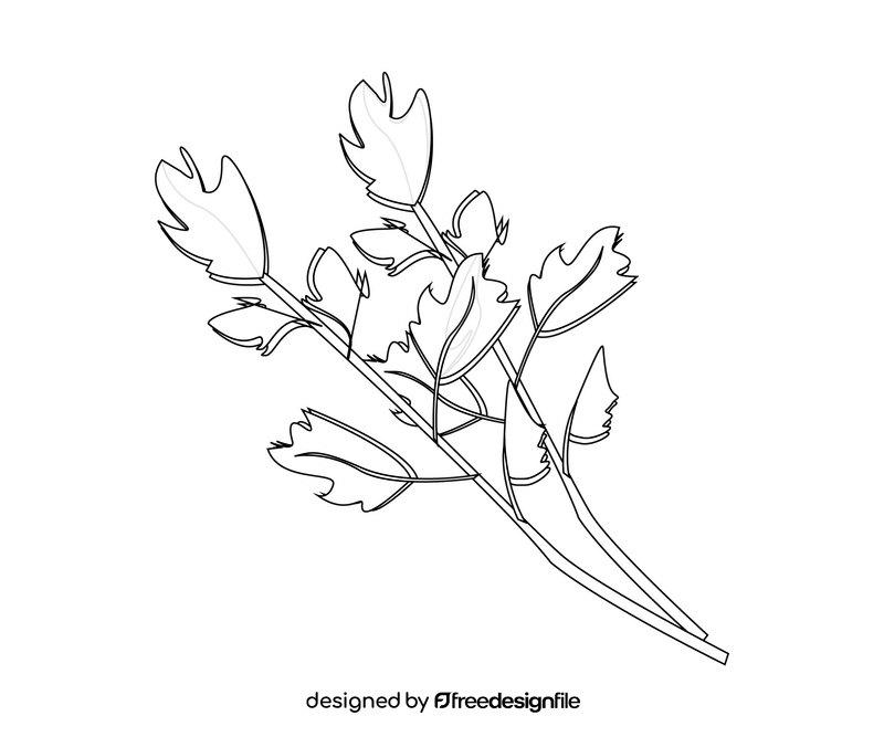 Cartoon parsley leaf black and white clipart