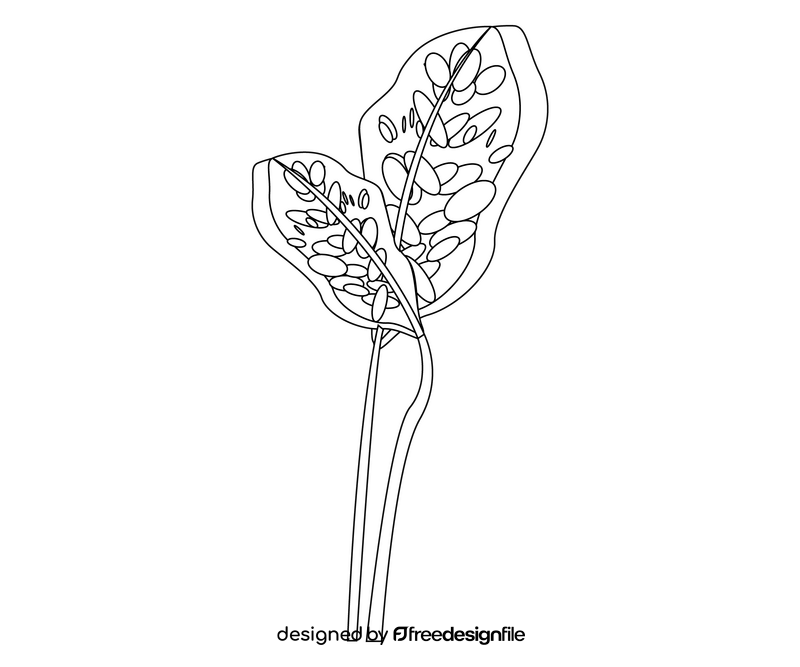 Plant leaves drawing black and white clipart