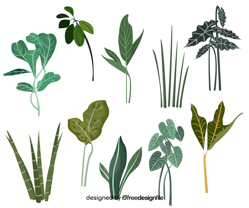Plant leaves vector