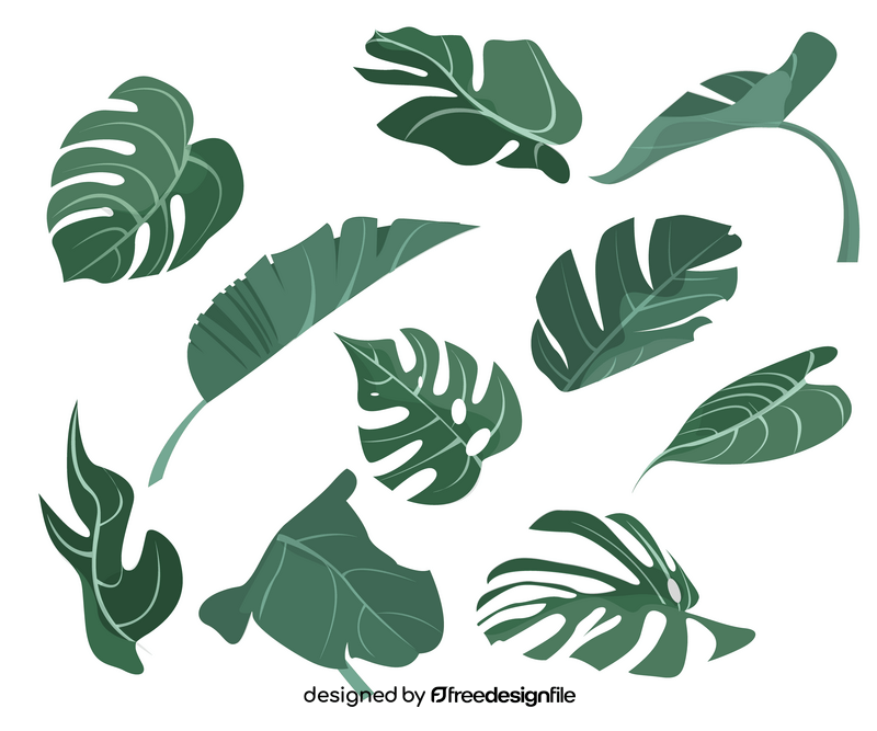 Monstera leaves vector