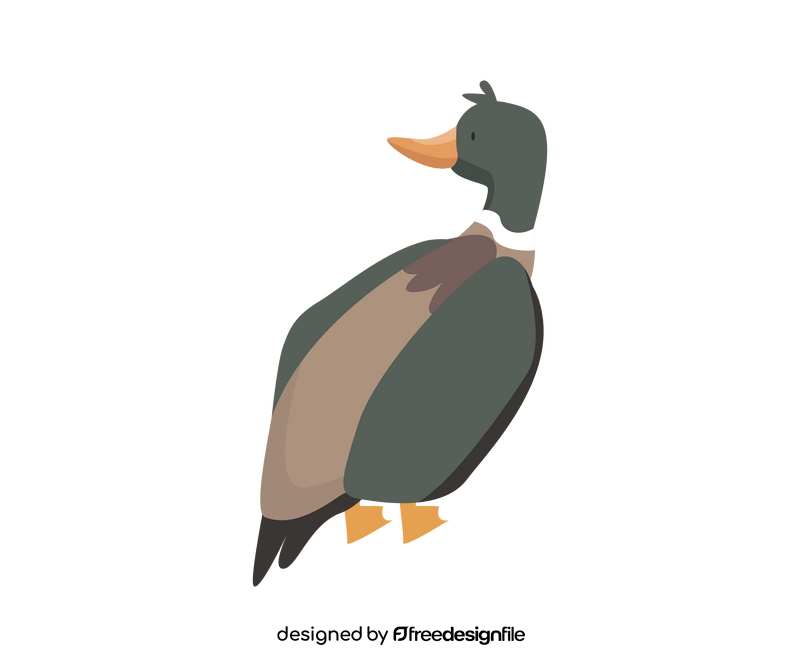 Mallard duck illustration clipart