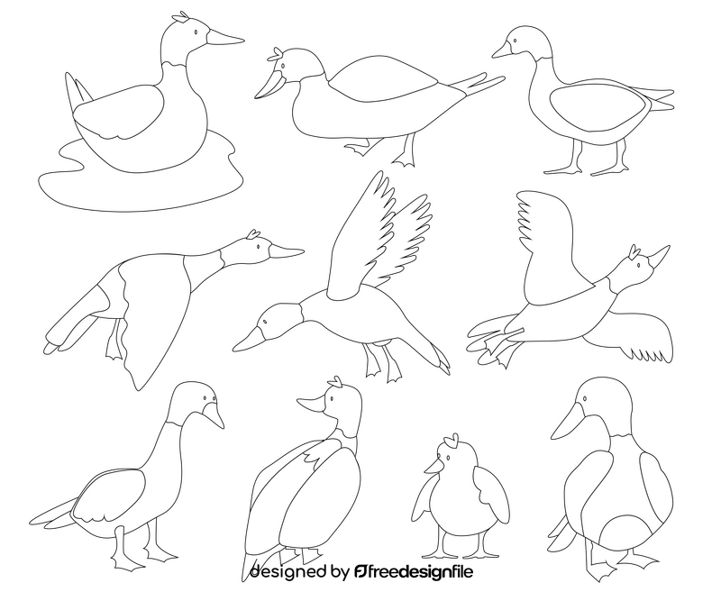 Wild ducks, mallards black and white vector