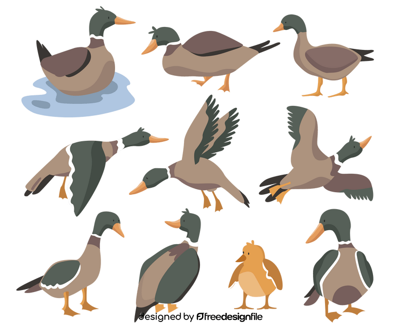 Wild ducks, mallards vector