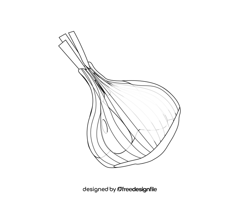 Garlic drawing black and white clipart