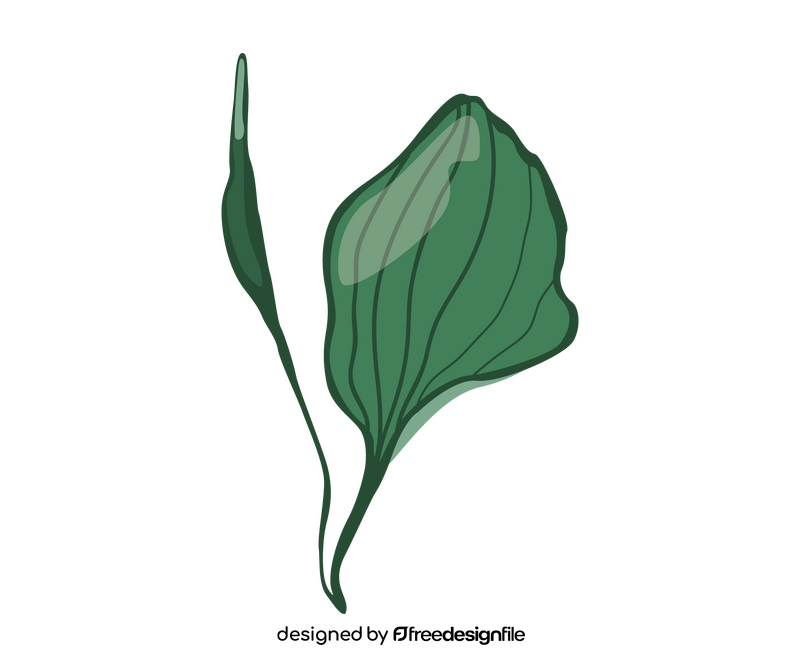Green leaf illustration clipart