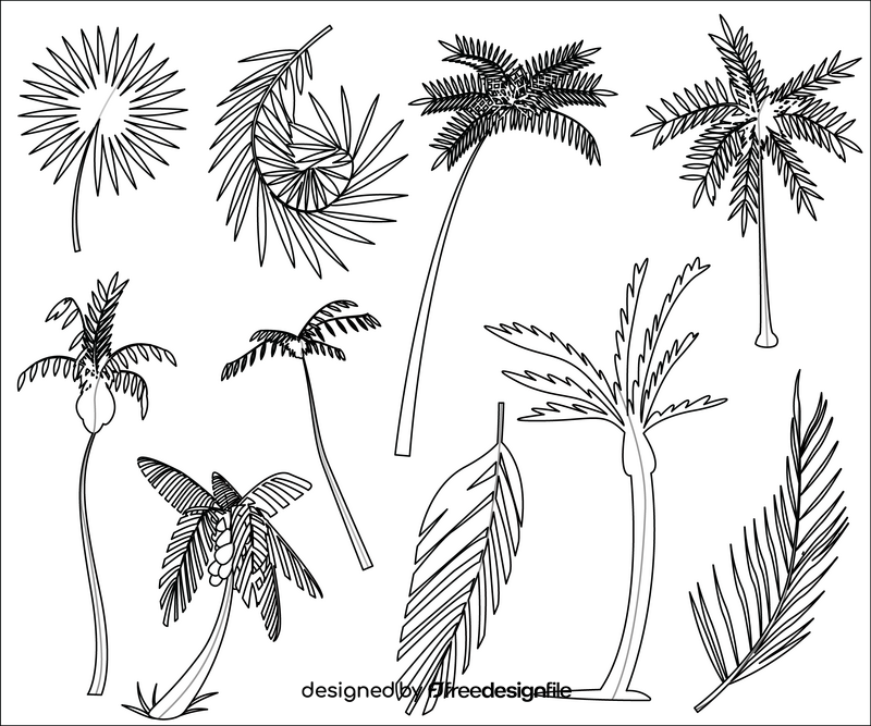 Tropical palm trees black and white vector