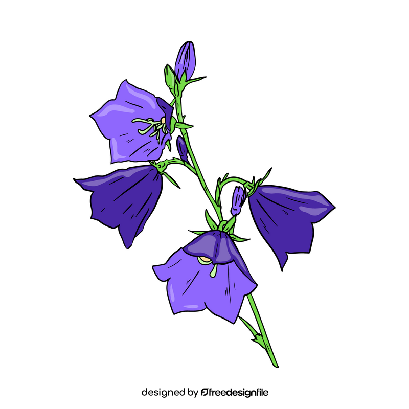 Bellflower clipart