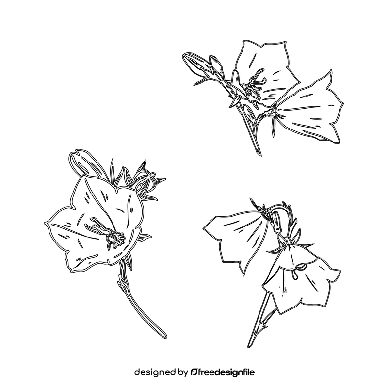 Bellflower black and white clipart