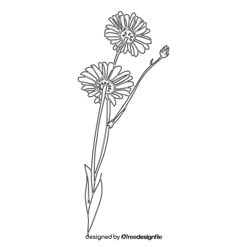 Chamomile black and white clipart