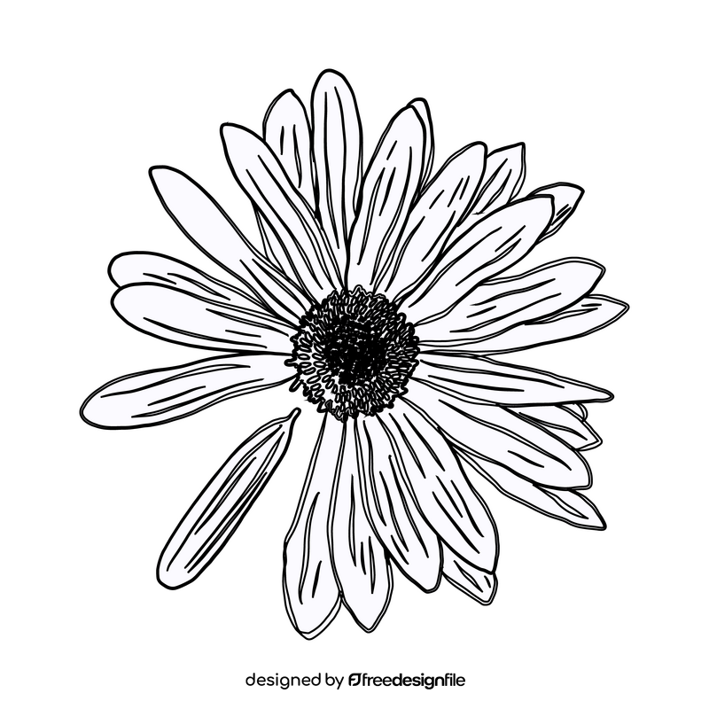 Chamomile black and white clipart