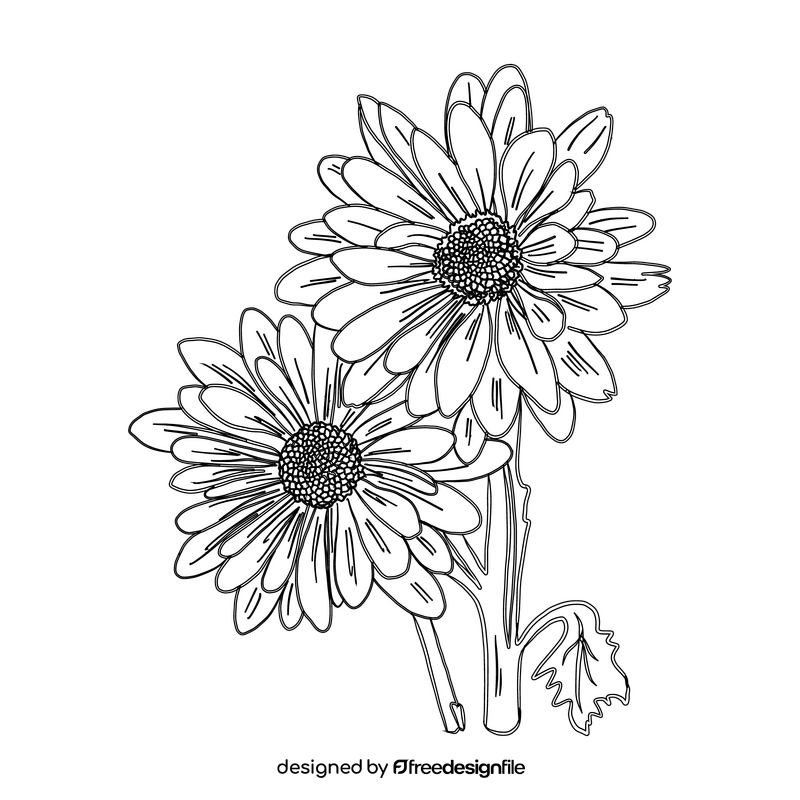 Chamomile black and white clipart