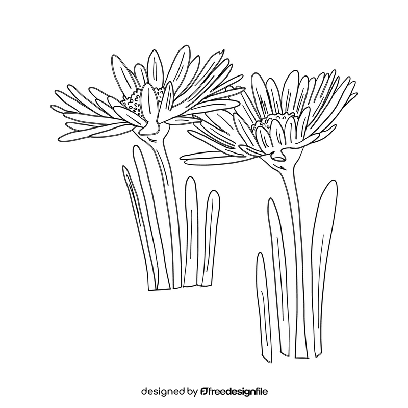 Chamomile black and white clipart