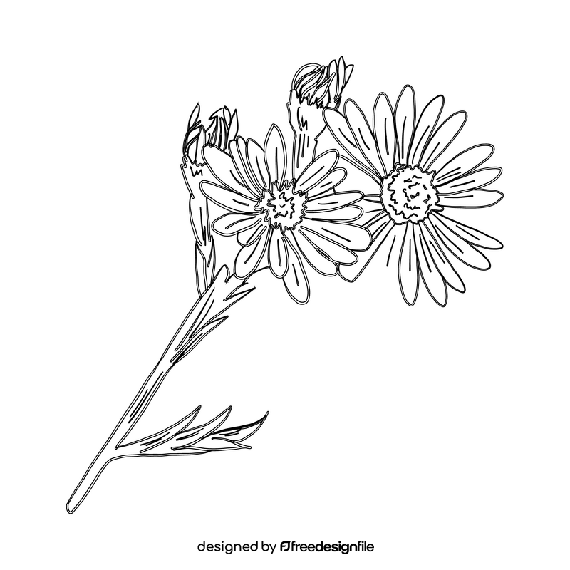 Chamomile black and white clipart