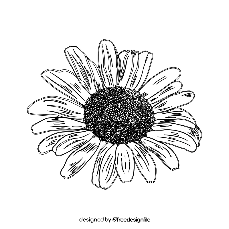 Chamomile black and white clipart