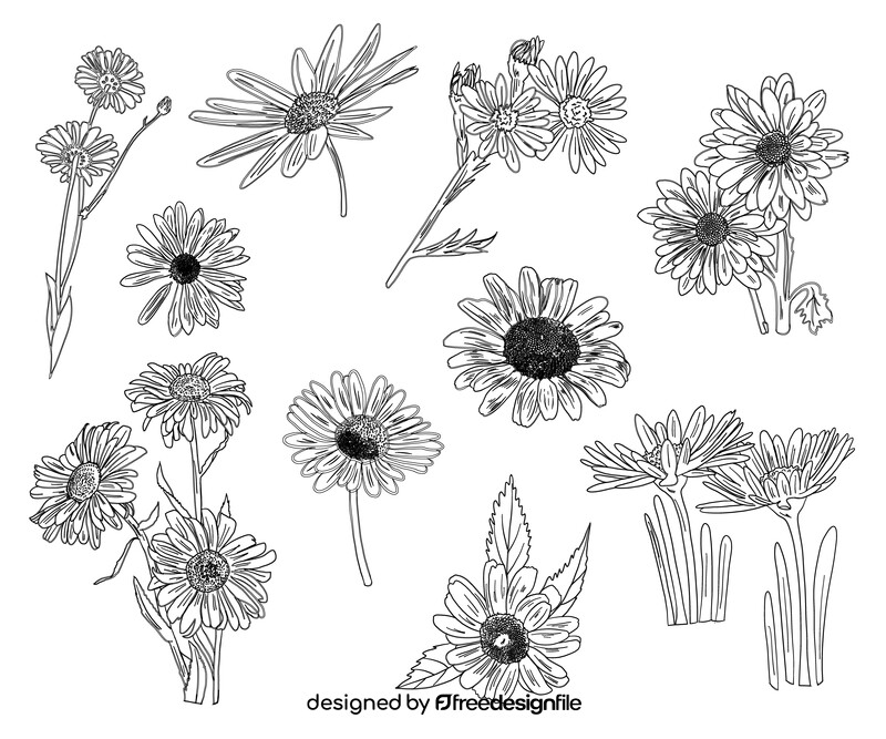 Chamomile black and white vector