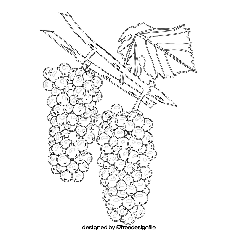 Two Bunches of Grapes black and white clipart