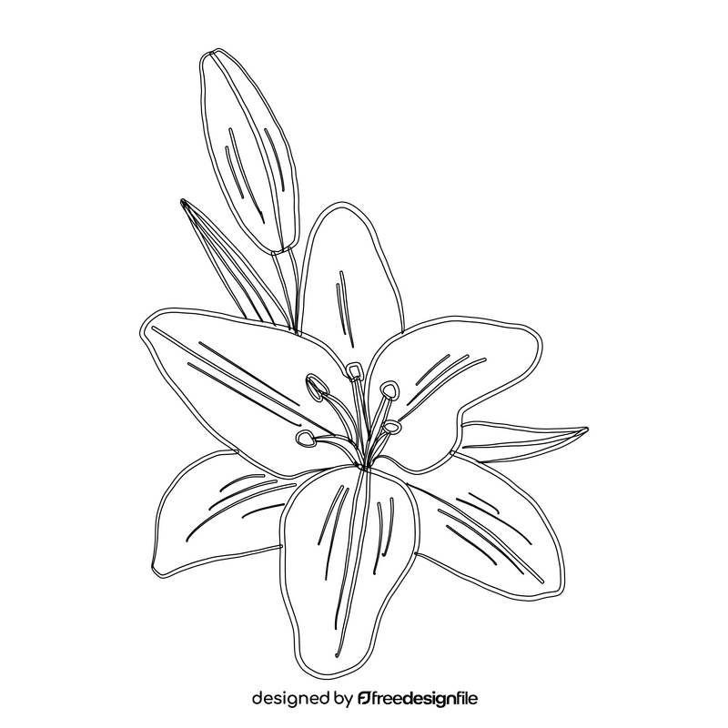 Lily black and white clipart