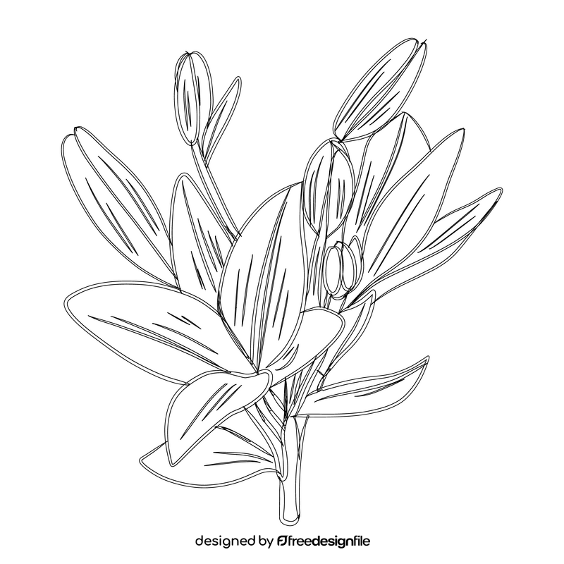 Lily black and white clipart