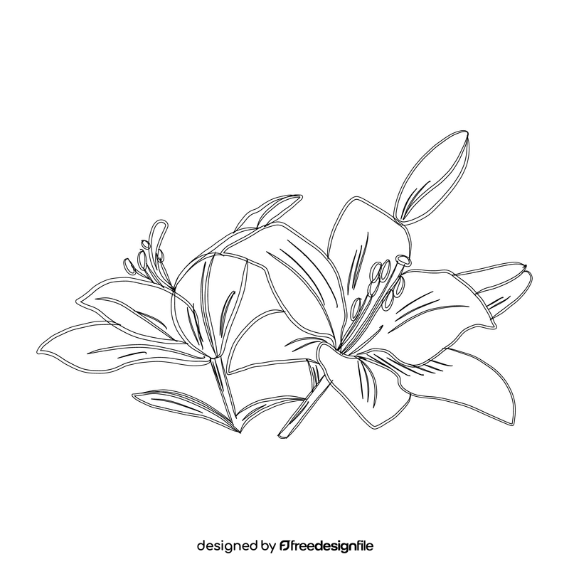 Lily black and white clipart