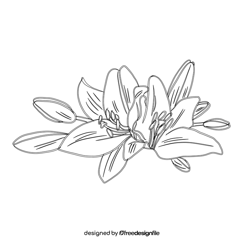 Lily black and white clipart