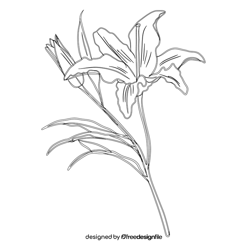 Lily black and white clipart