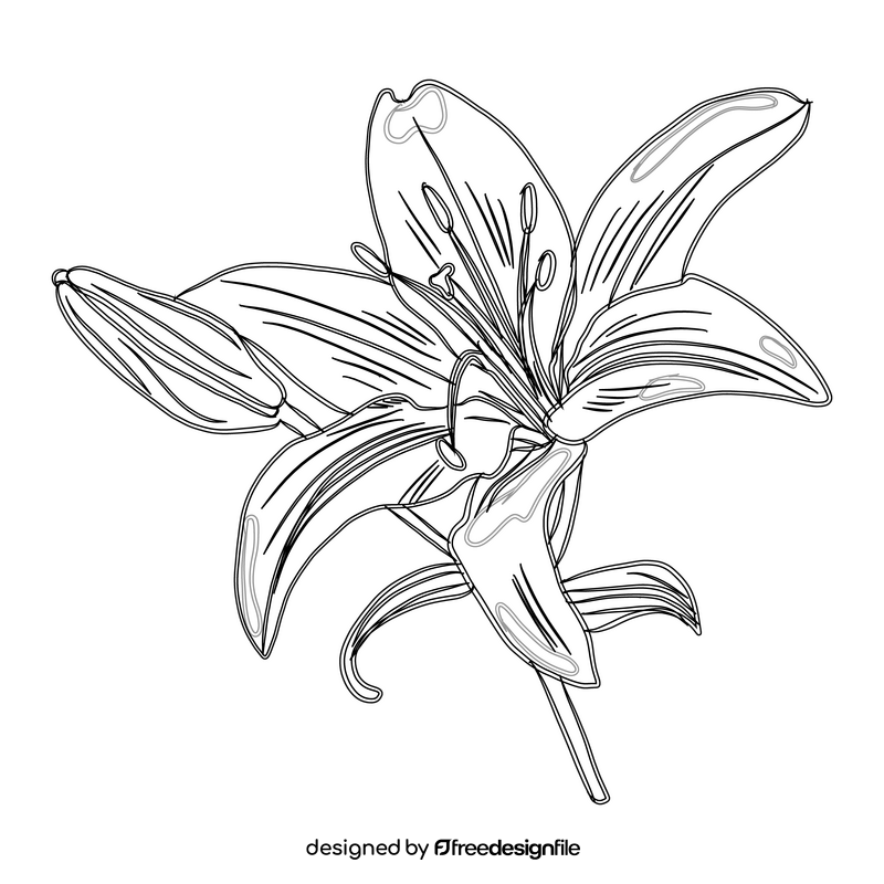 Lily black and white clipart