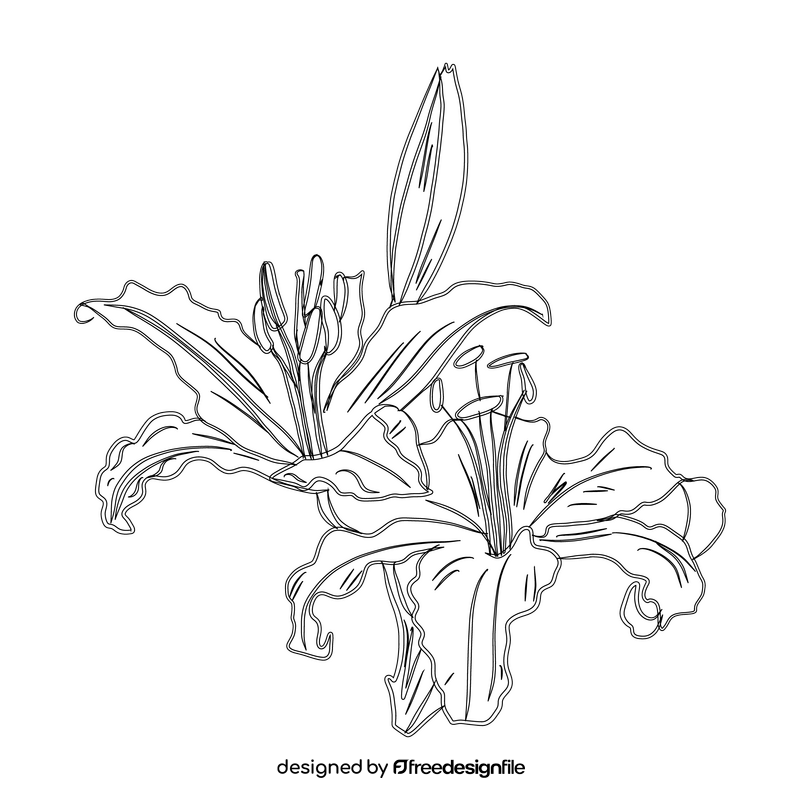 Lily black and white clipart