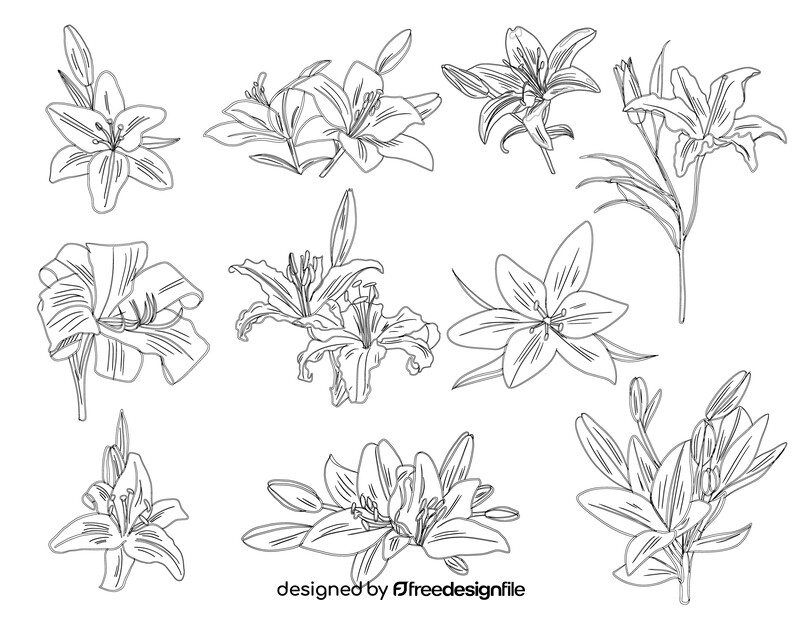 Lily black and white vector