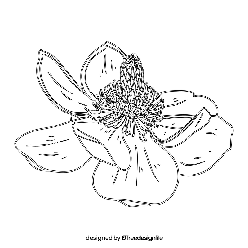 Magnolia black and white clipart