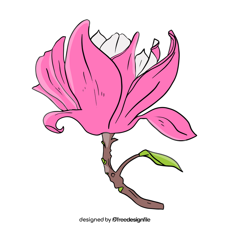 Magnolia clipart
