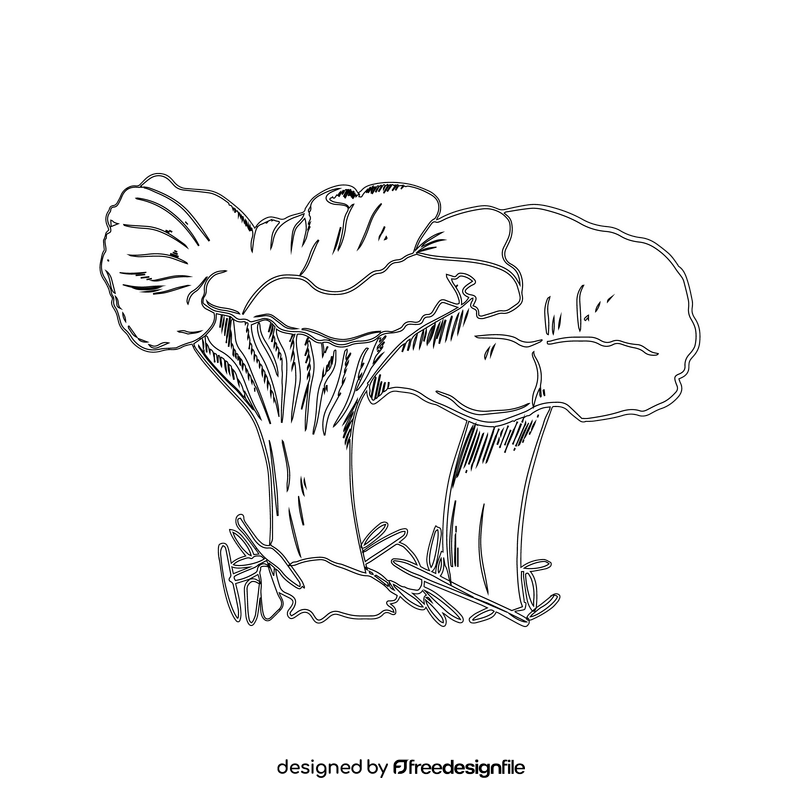 Chanterelle black and white clipart