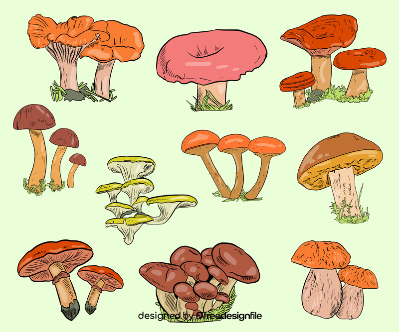 Types of Mushroom vector