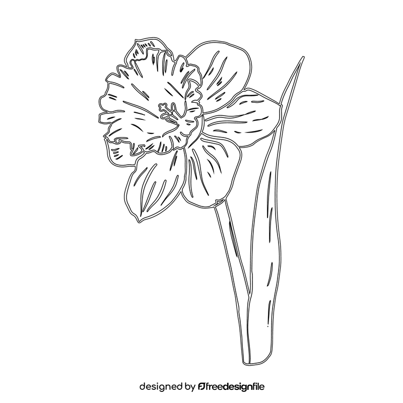 Narcissus black and white clipart