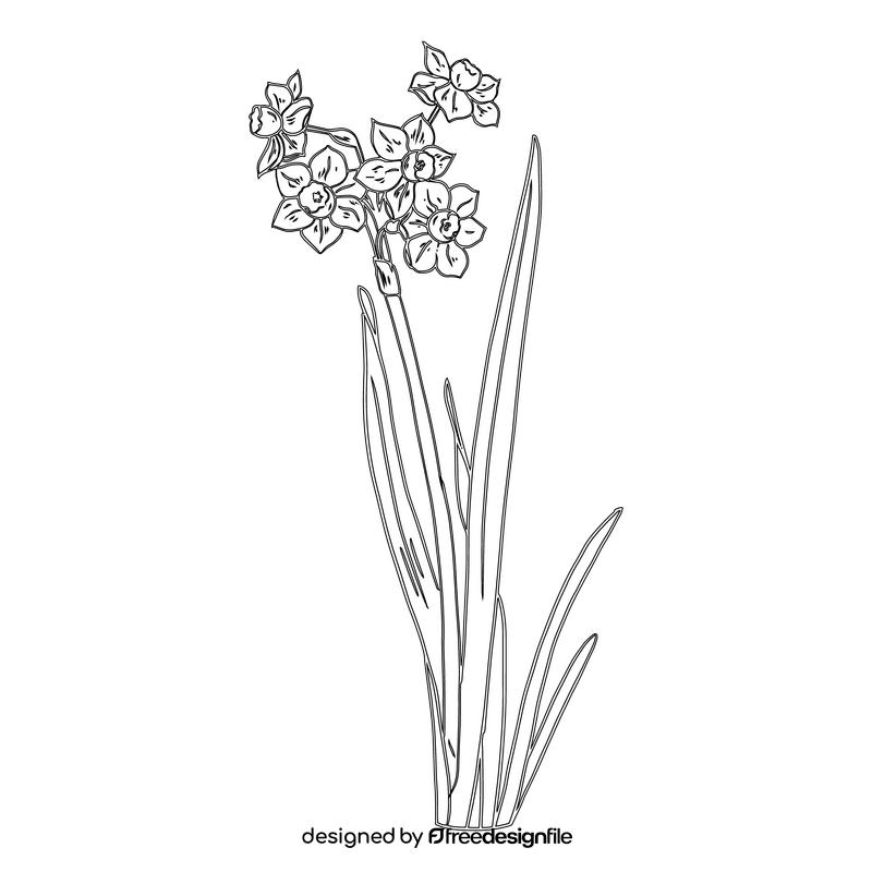 Narcissus black and white clipart