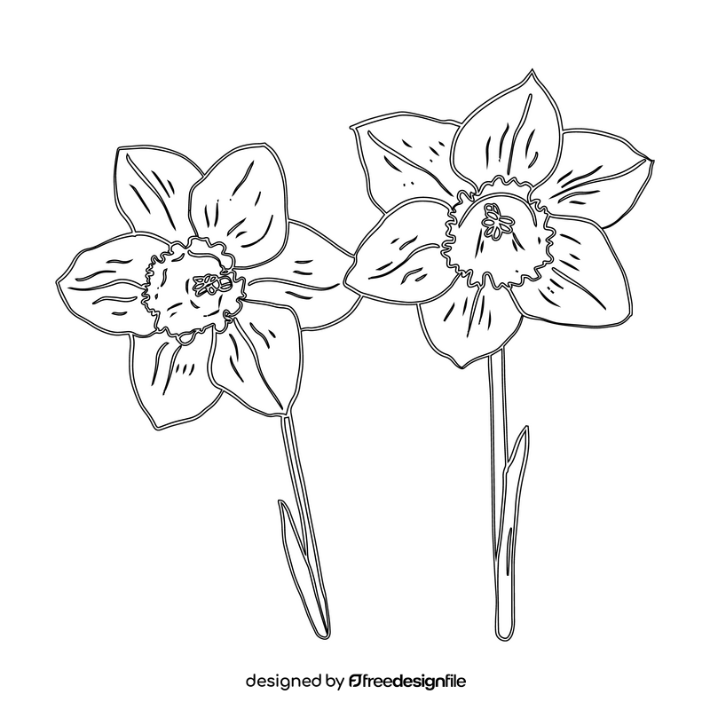 Narcissus black and white clipart