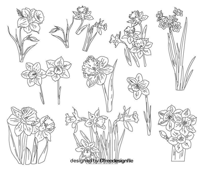 Narcissuses black and white vector