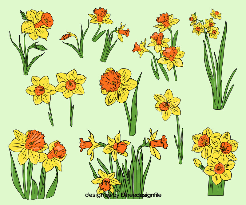 Narcissuses vector