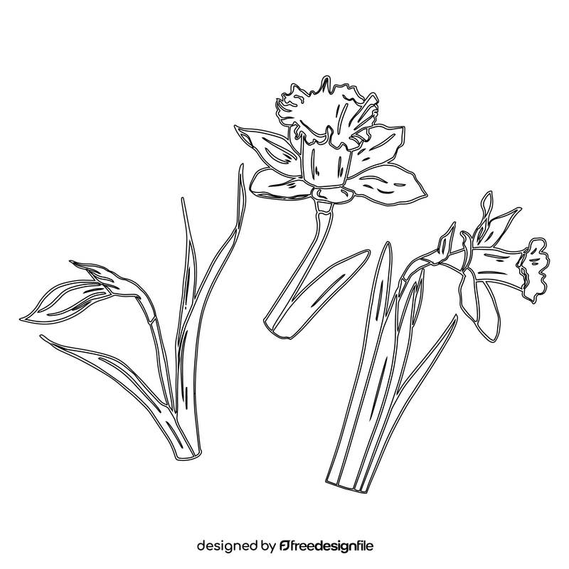 Narcissus black and white clipart