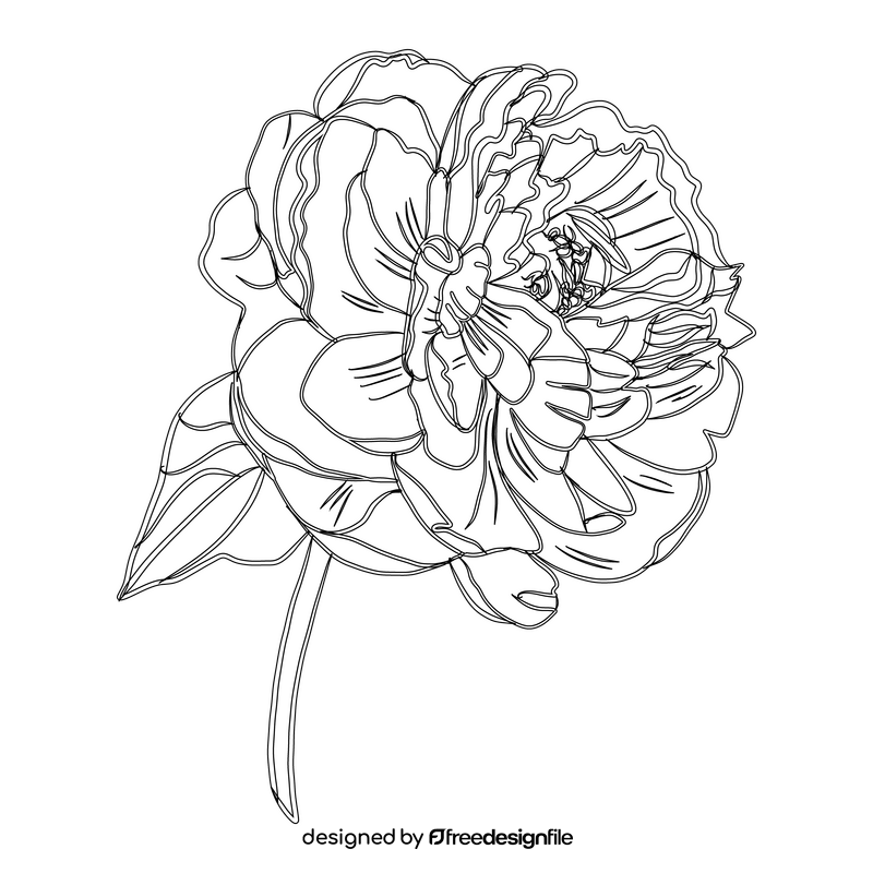 Peony black and white clipart