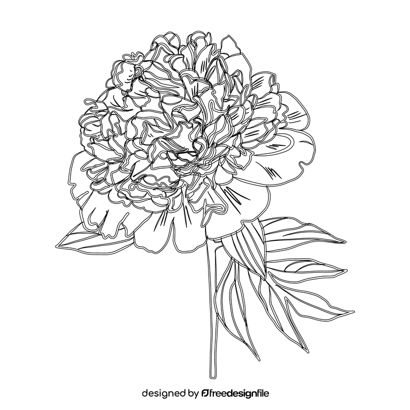 Peony black and white clipart
