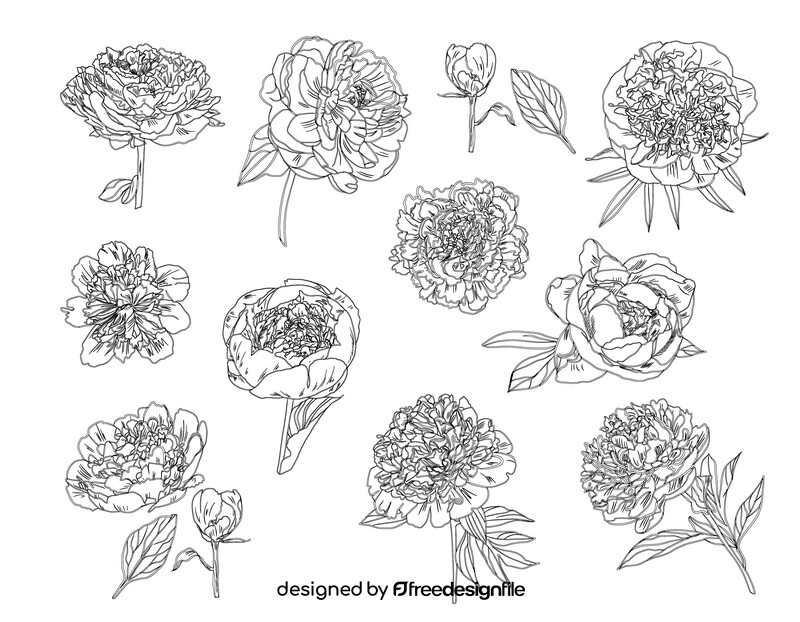 Peony black and white vector