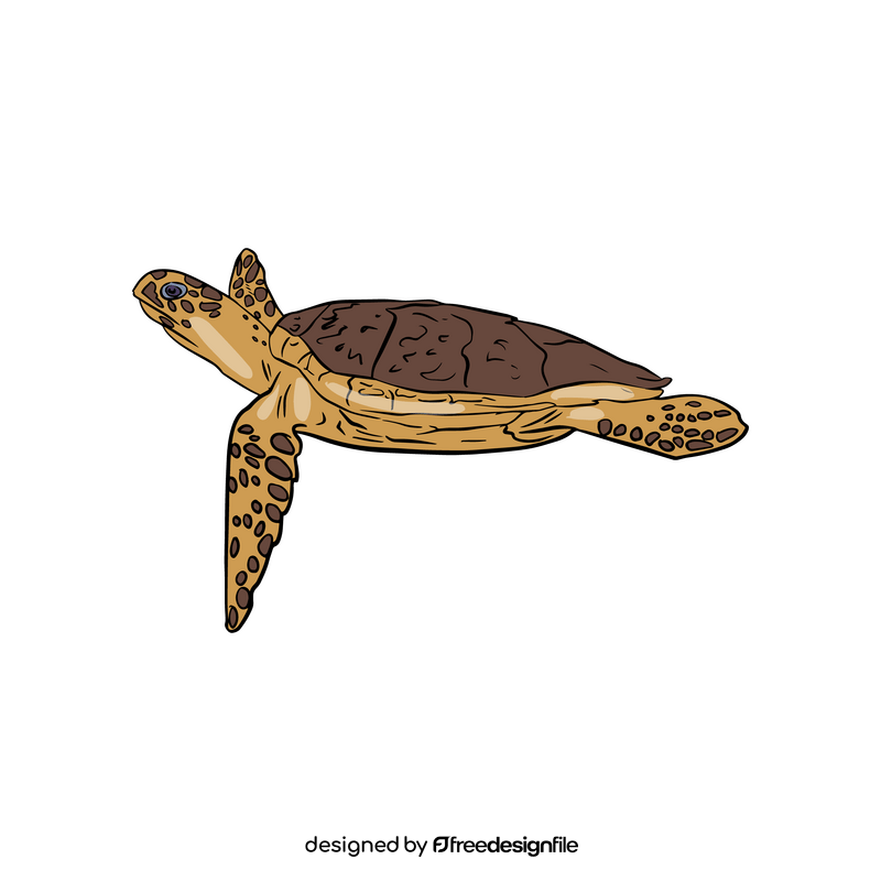 Sea Turtle clipart