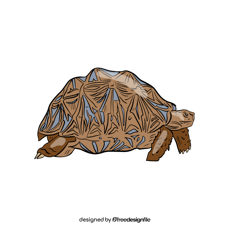 Eastern Box Turtle clipart
