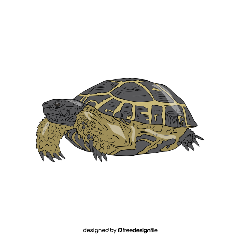 Western Painted Turtle clipart